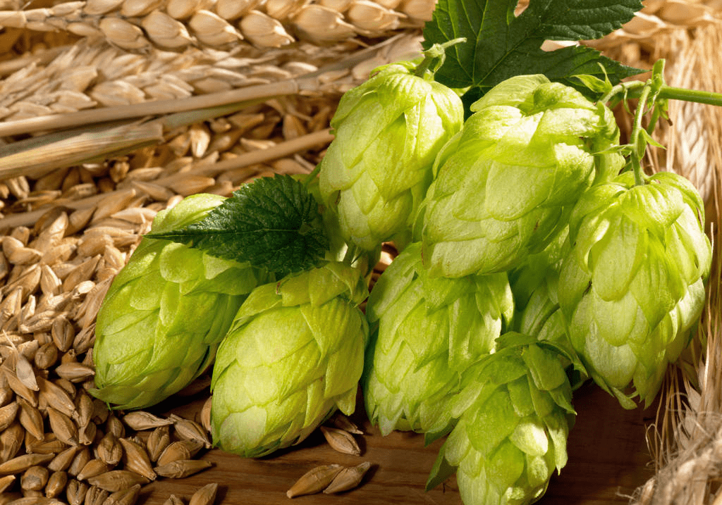 為什么做精釀啤酒如此重視啤酒花？