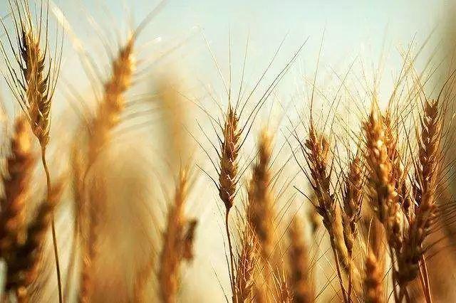 精釀啤酒設備廠家教您怎樣鑒別原料大麥的質(zhì)量