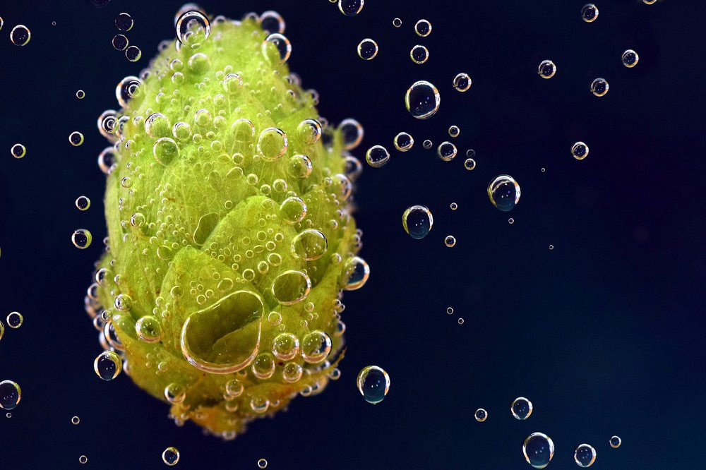 什么是啤酒釀造中的酒花蠕變？